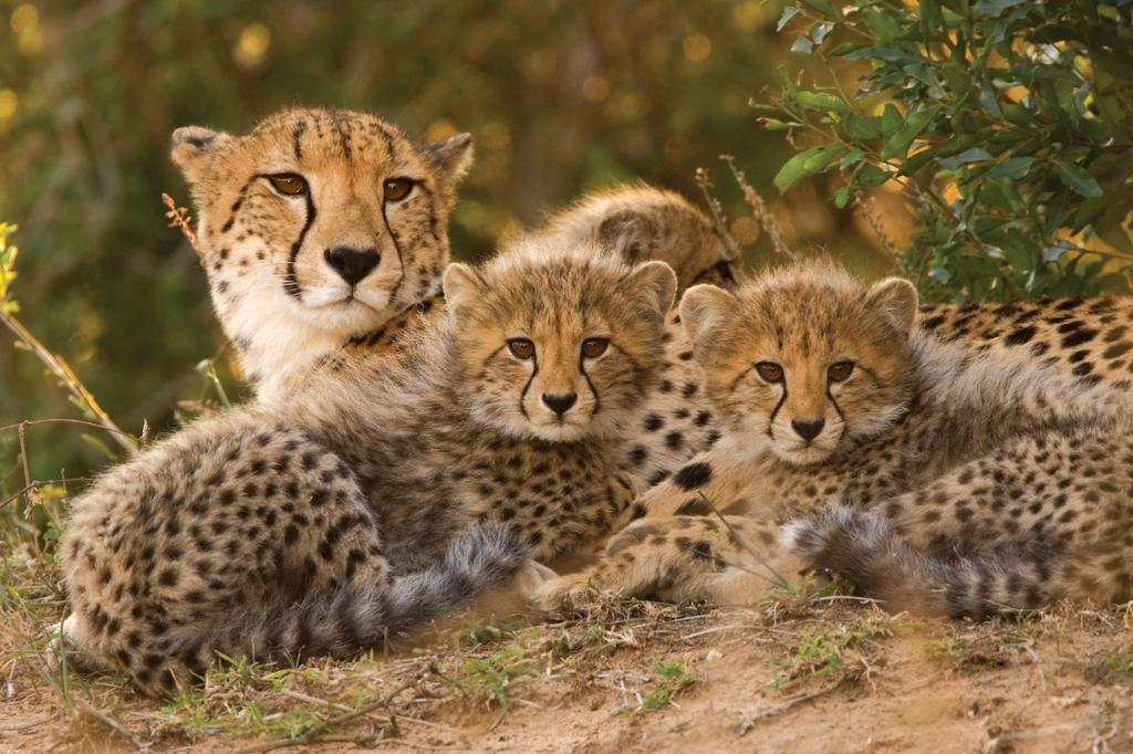 Lalibela Game Reserve - Kichaka Lodge Paterson Zewnętrze zdjęcie