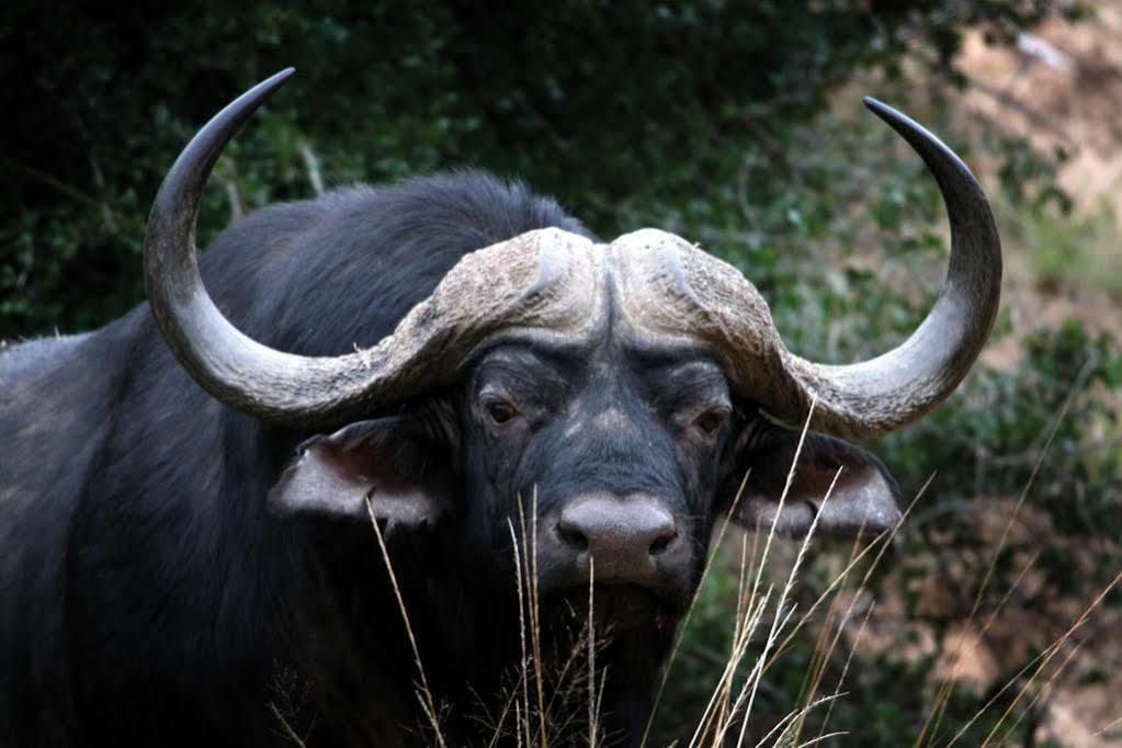 Lalibela Game Reserve - Kichaka Lodge Paterson Zewnętrze zdjęcie