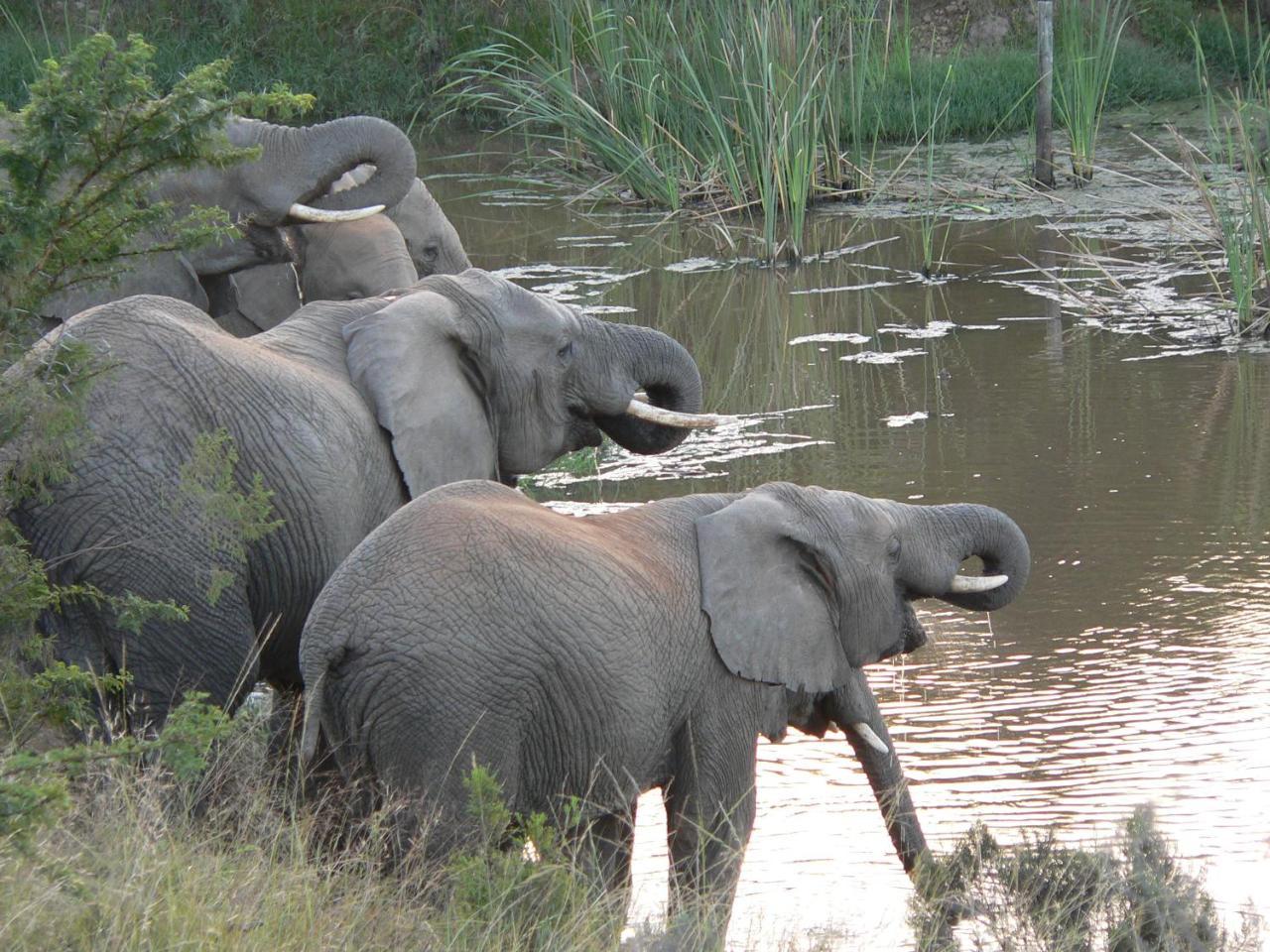 Lalibela Game Reserve - Kichaka Lodge Paterson Zewnętrze zdjęcie