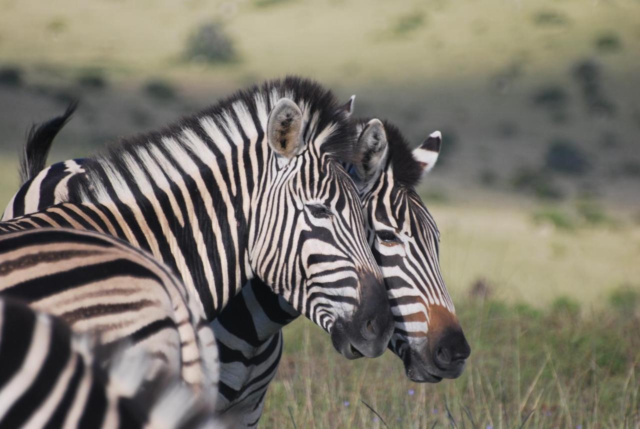 Lalibela Game Reserve - Kichaka Lodge Paterson Zewnętrze zdjęcie