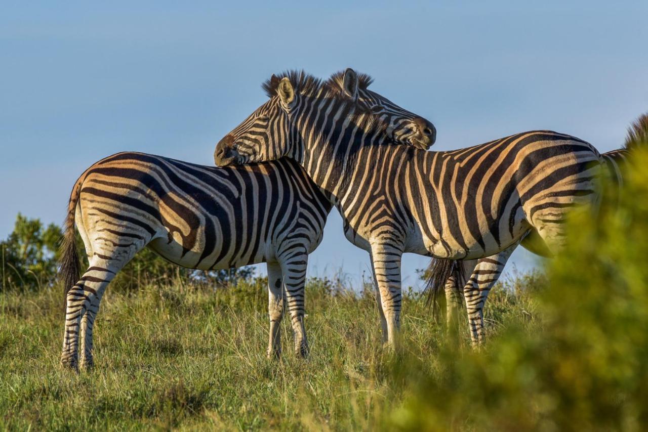 Lalibela Game Reserve - Kichaka Lodge Paterson Zewnętrze zdjęcie