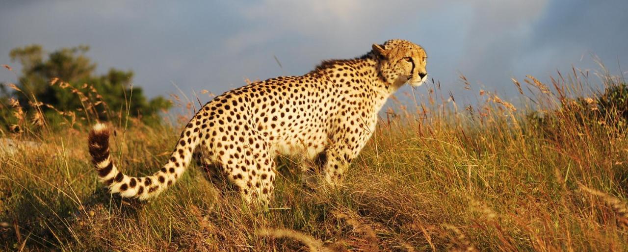 Lalibela Game Reserve - Kichaka Lodge Paterson Zewnętrze zdjęcie