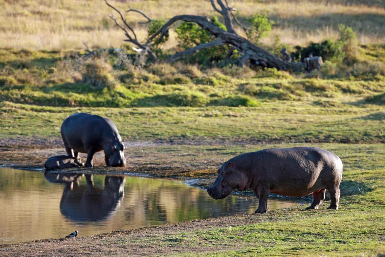 Lalibela Game Reserve - Kichaka Lodge Paterson Zewnętrze zdjęcie